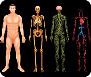 Anatomy